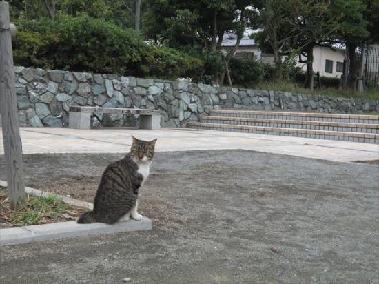 江ノ島行ってきたから猫とか神社とか適当にはってく_5.9029581035871E+20
