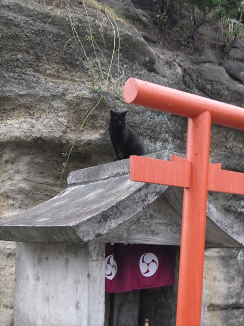 江ノ島行ってきたから猫とか神社とか適当にはってく_2.4178516392293E+24