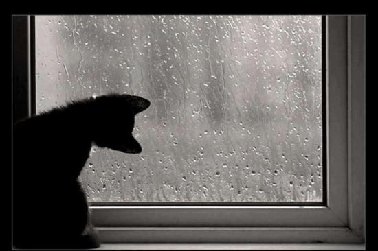 【Rain】雨の動物画像を貼っていく_3