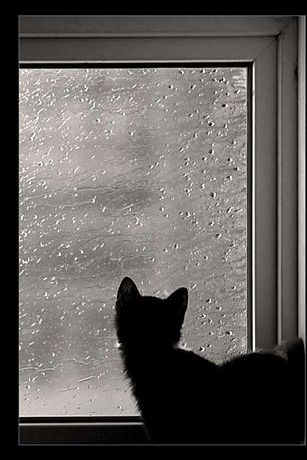 【Rain】雨の動物画像を貼っていく_7