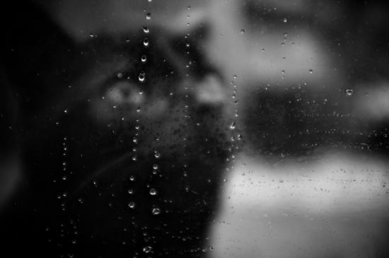 【Rain】雨の動物画像を貼っていく_8191