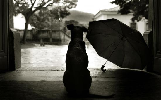 【Rain】雨の動物画像を貼っていく_8388607