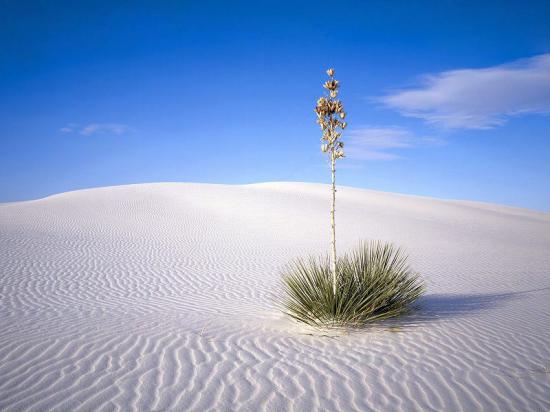 【画像】砂漠の風景を置いておきます_2305843009213693951