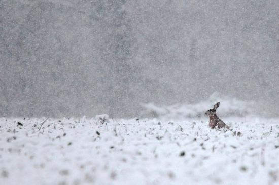 【画像】雪と動物の風景を置いていきます_1