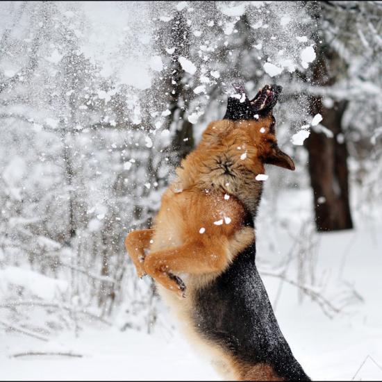 【画像】雪と動物の風景を置いていきます_31