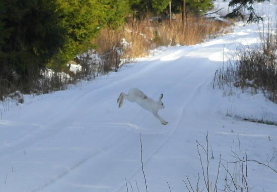 【画像】雪と動物の風景を置いていきます_255